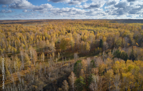Aerial photo of autumn siberian landscape with yellow birch forest