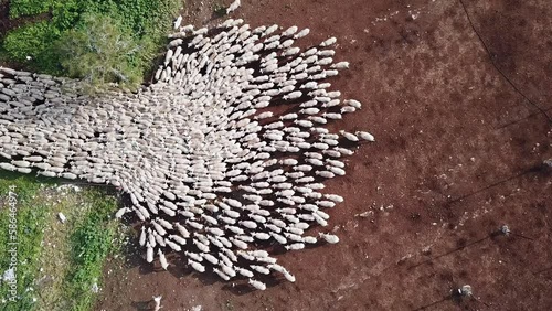 Herd of white sheep grazing in a Green landscape.