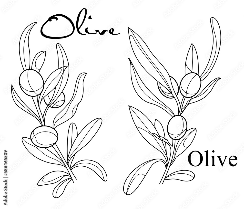 Obraz premium Olives. Branches with olives. Outline drawing with text. Bunch. Pair.