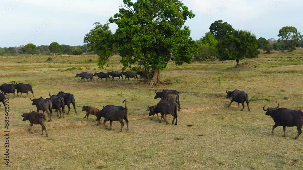 Aerial view of herd of buffaloes in the farmer's fields in the national park. Wild animals of Sri Lanka. Aerial view of herd of buffaloes in the farmer's fields in the national park. Wild animals of Sri Lanka.