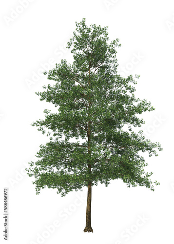 Quercus palustris, the pin, swamp Spanish oak, Pin Oak, light for daylight, easy to use, 3d render, isolated
