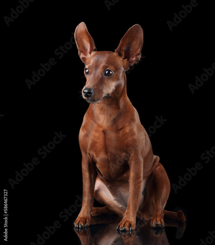 Beautiful miniature pinscher dog on a black background