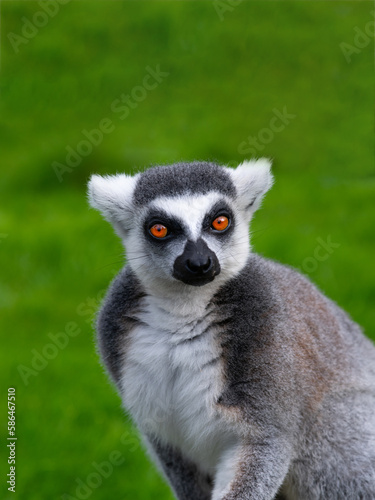 portrait of a lemur on a green background with expressive eyes