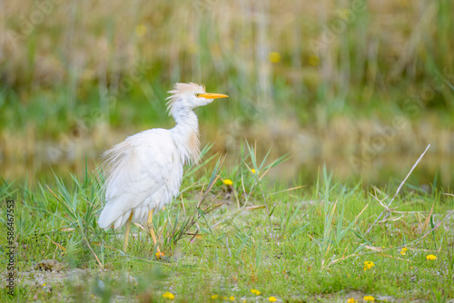 A Western Cattle Egret walking on a meadow