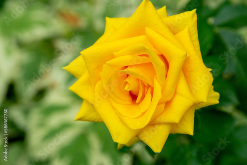 Yellow rose in the summer garden