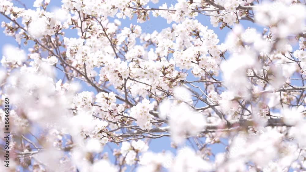 4k 벚꽃 나무 슬로우 모션 cherry blossom slow motion