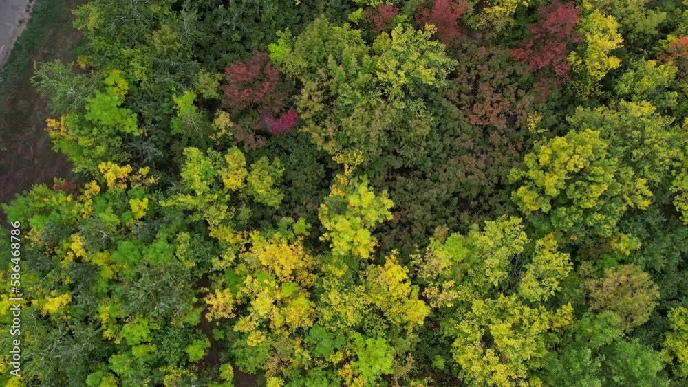 Top down view of autumn forest, fall woodland aerial shot. Drone fly over pine trees and yellow treetops. Zoom out and spin colorful texture in nature. Flight over woods, natural background in 4k Top down view of autumn forest, fall woodland aerial shot. Drone fly over pine trees and yellow treetops. Zoom out and spin colorful texture in nature. Flight over woods, natural background in 4k