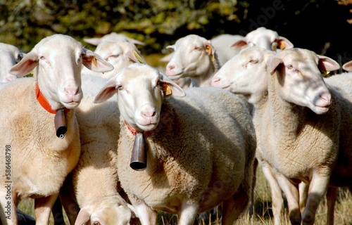 herd of ewes