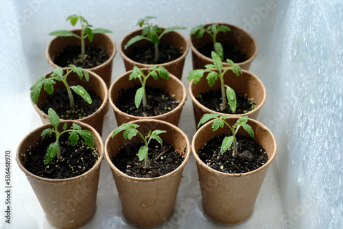 Young seedlings tomato with water drops in paper pots. Selective focus. Home greenhouse