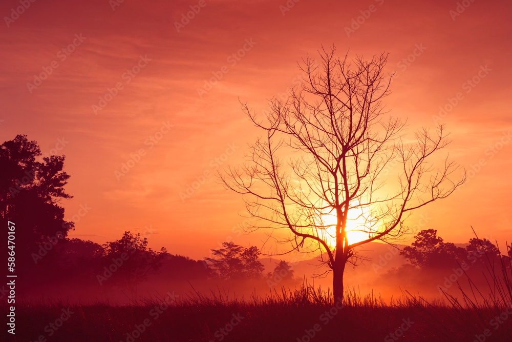 silhouette alone dry tree at sunrise