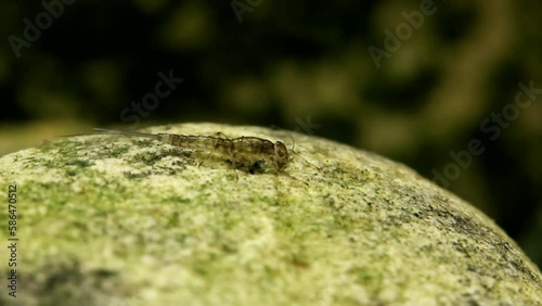 Mayfly nymph (Baetis sp.) clinging to a rock in a trout stream in fast current photo