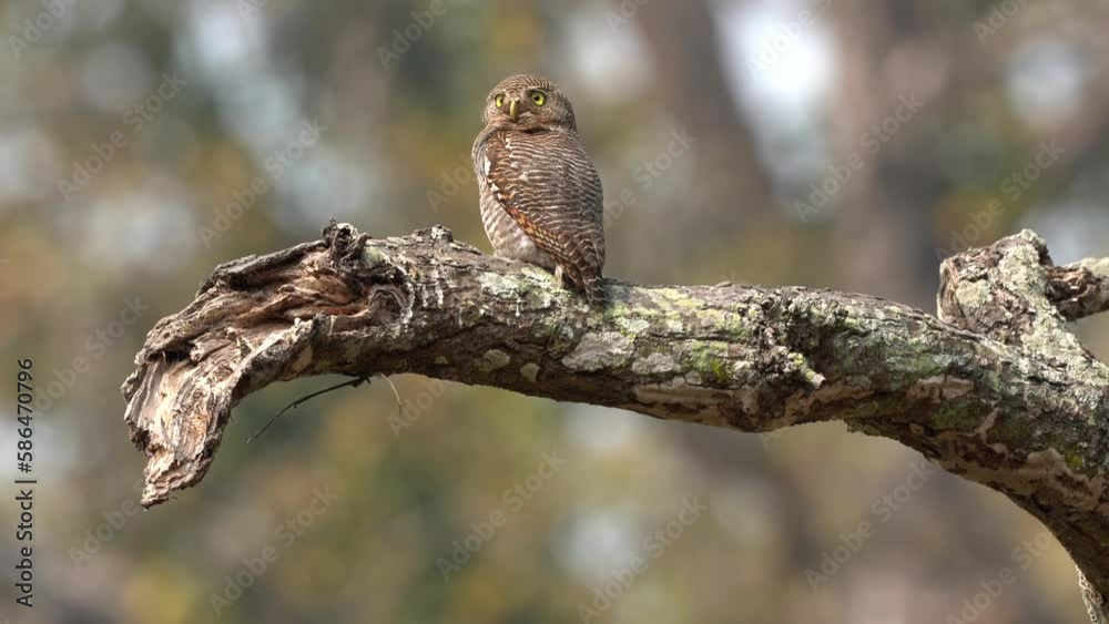 A jungle owlet perched on a fat tree branch against a blurred jungle background as it turns its head looking at the world. A jungle owlet perched on a fat tree branch against a blurred jungle background as it turns its head looking at the world.