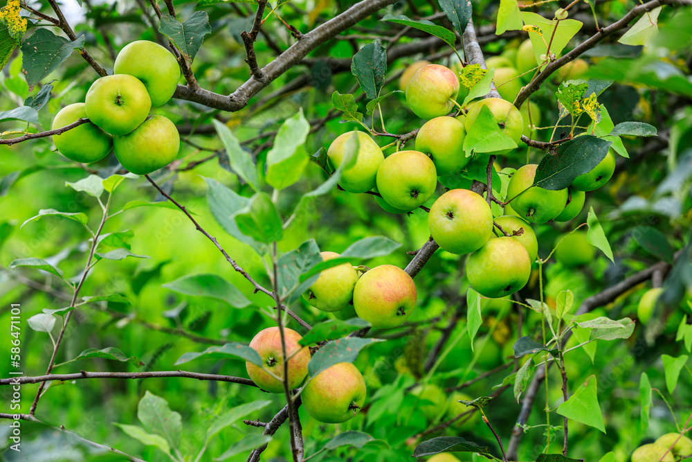 Green apples grow in the orchard