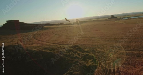 Scenic FPV aerial following a vulture as it soars through the sky over a wheat field at sunset.