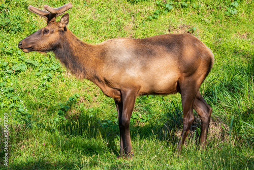 Elk at Redwood National Park