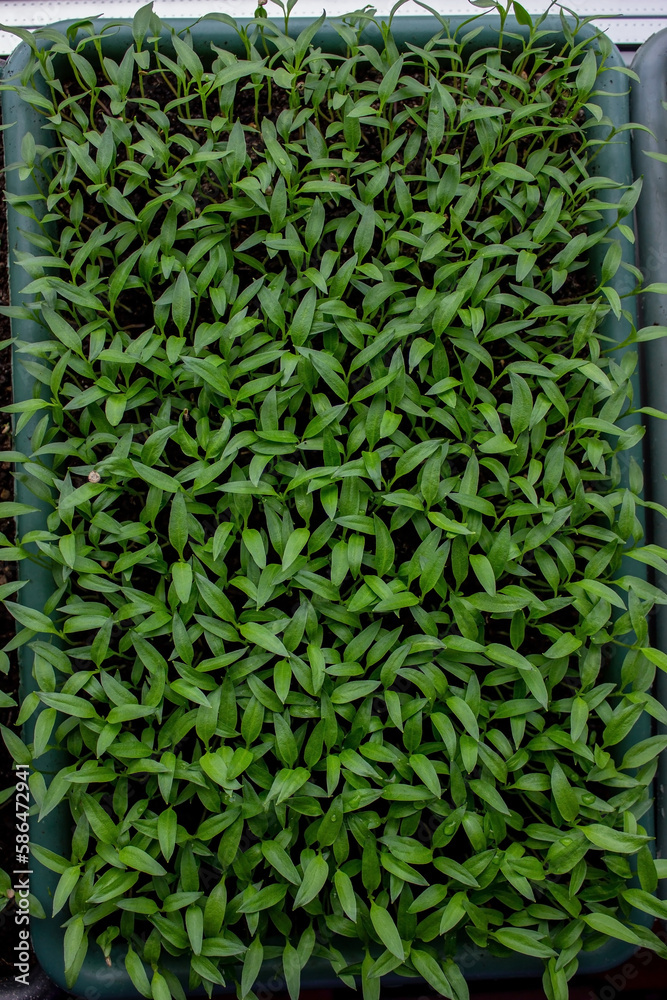 Pepper seedlings in a tray on the windowsill, growing seedlings, close-up. Pepper seedlings in a tray on the windowsill, growing seedlings, close-up.