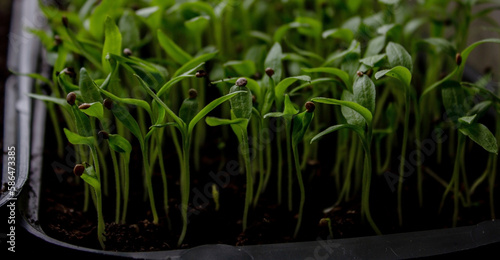Pepper seedlings in a tray on the windowsill, growing seedlings, close-up. © Anna