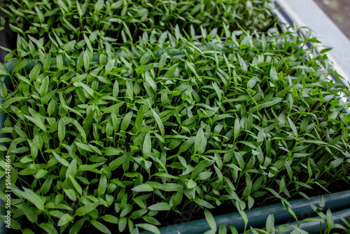 Pepper seedlings in a tray on the windowsill, growing seedlings, close-up. © Anna