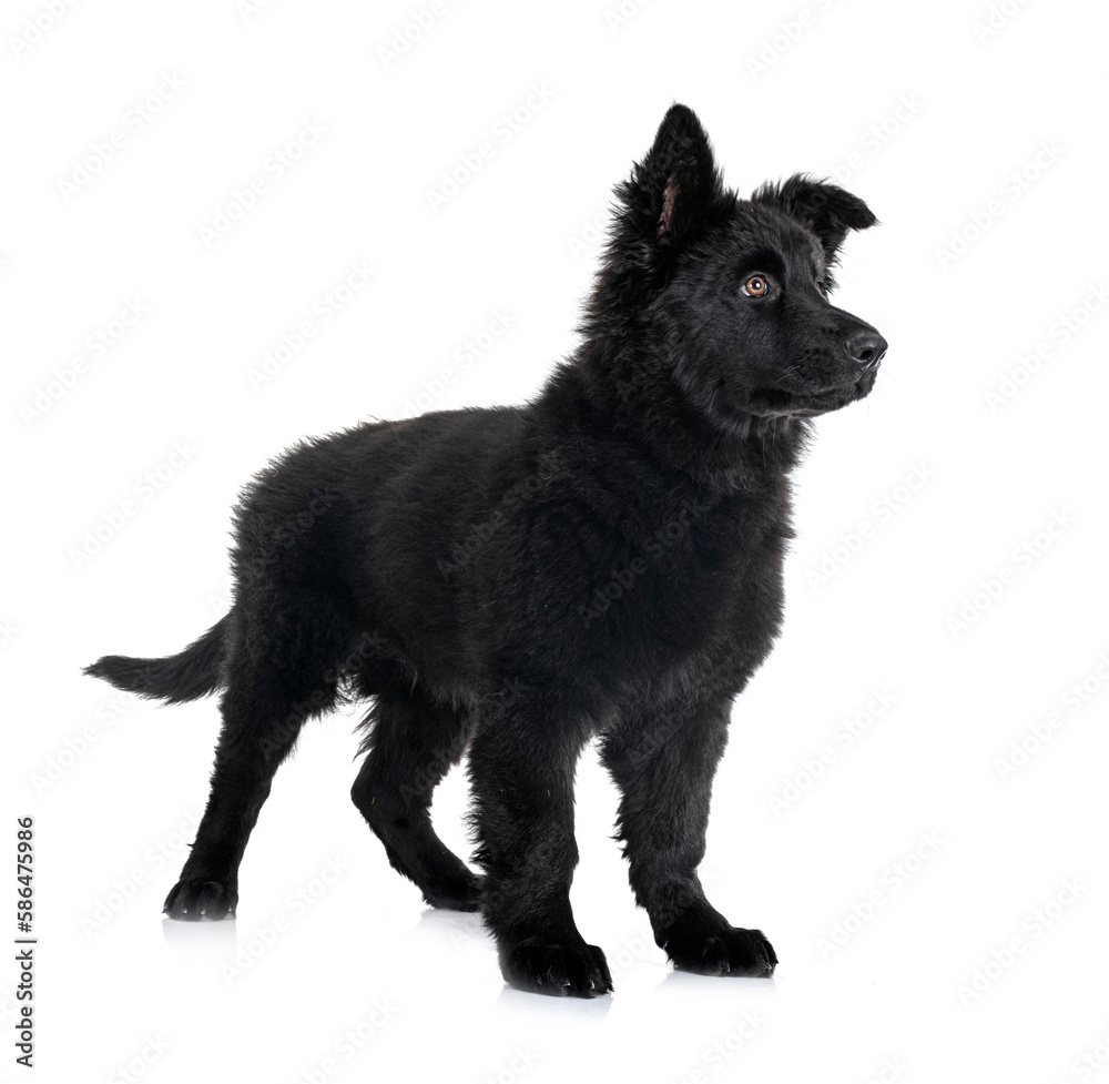 Obraz premium young german shepherd