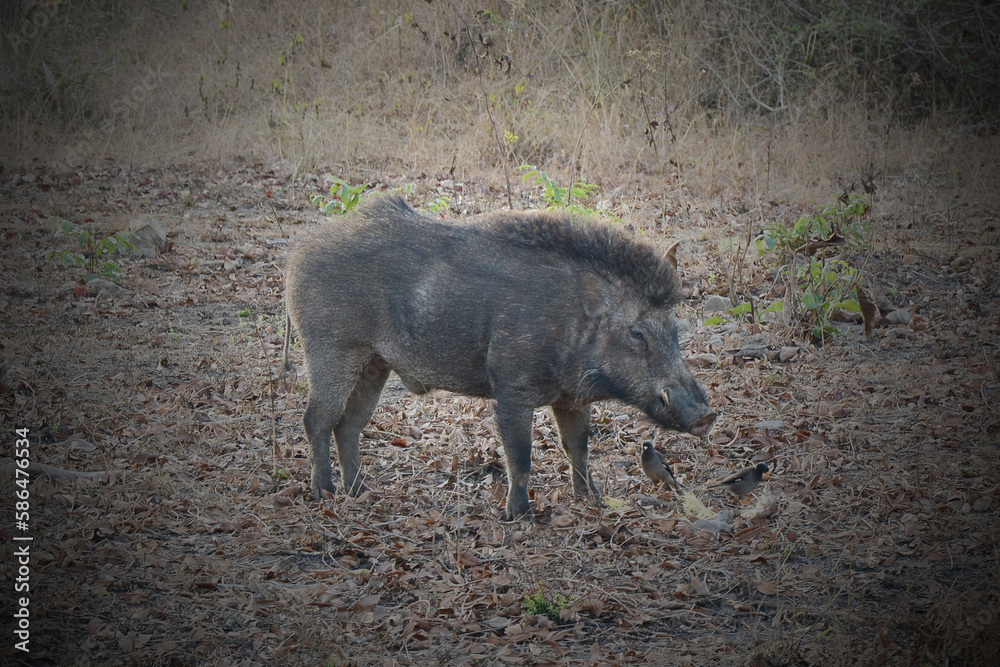 Fototapeta premium wild boar pig