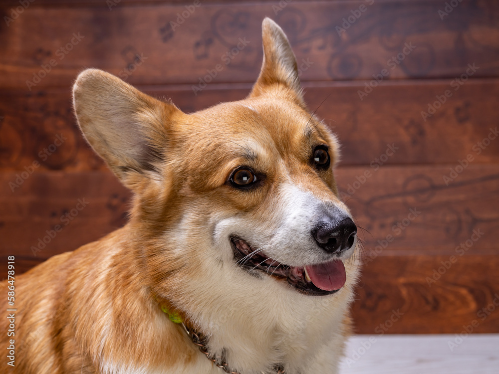 portrait of a corgi dog