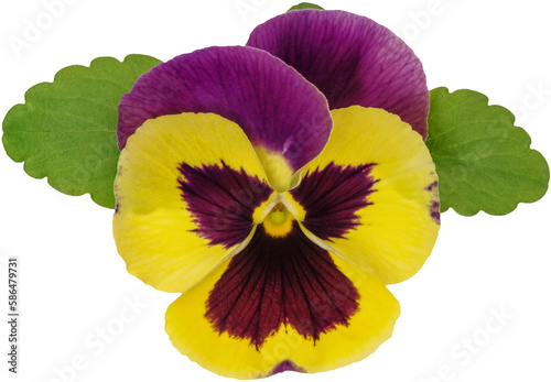 фотографія PNG Pansy flower head isolated on transparent background