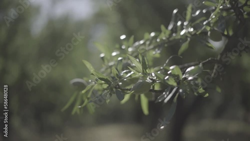 amandes sur branches d'amandiers slowmotion