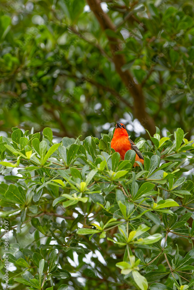 oiseau rouge  passereau , Foudi Rouge ou oiseaux cardinal de l'île de la Réunion perché sur un arbre vert luxuriant entrain de chanter Foudia madagascariensis