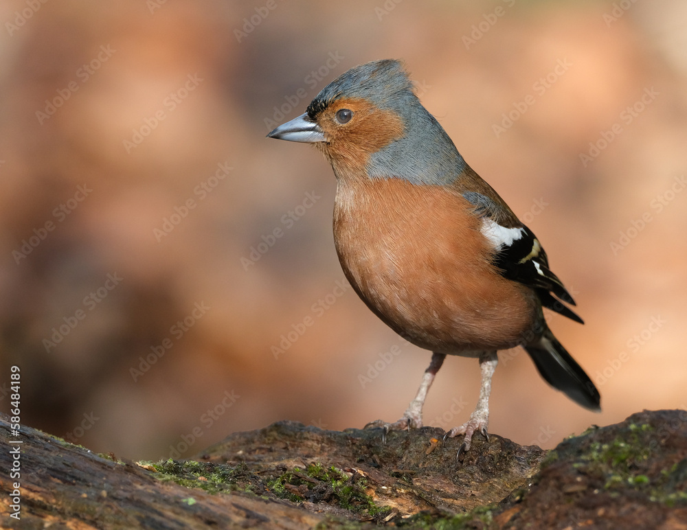 The common chaffinch or simply the chaffinch is a common and widespread small passerine bird in the finch family. The male is brightly coloured with a blue-grey cap and rust-red underparts. The common chaffinch or simply the chaffinch is a common and widespread small passerine bird in the finch family. The male is brightly coloured with a blue-grey cap and rust-red underparts.