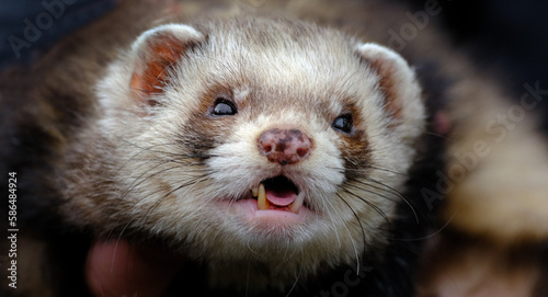 Billede på lærred The ferret is a small, domesticated species belonging to the family Mustelidae