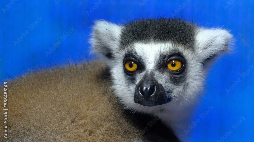 Obraz premium Lemurs are wet-nosed primates of the superfamily Lemuroidea, divided into 8 families and consisting of 15 genera and around 100 existing species