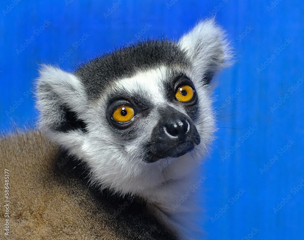 Lemurs Are Wet-nosed Primates Of The Superfamily Lemuroidea, Divided ...