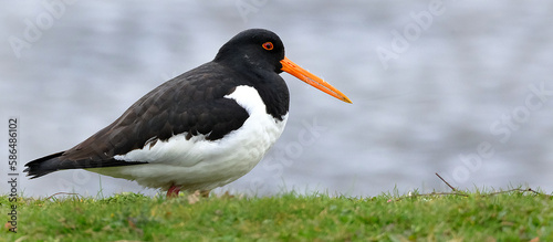 e oystercatchers are a group of waders forming the family Haematopodidae, which has a single genus, Haematopus