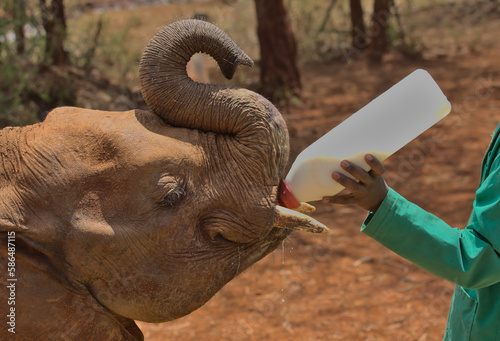 an adorable young orphaned elephant curls its trunk and eagerly drinks its milk bottle fed by the carer's hands at the Sheldrick Wildlife Trust Orphanage, Nairobi Nursery Unit, Kenya