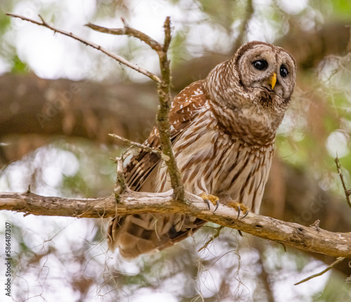 barred owl looking for food