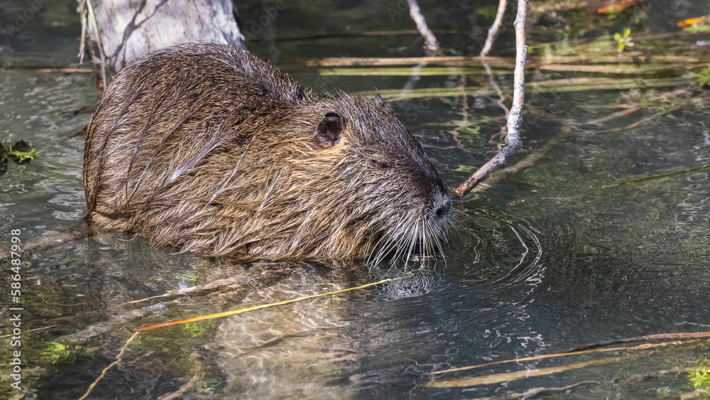 Portrait of a coypu swimming in a stream Portrait of a coypu swimming in a stream