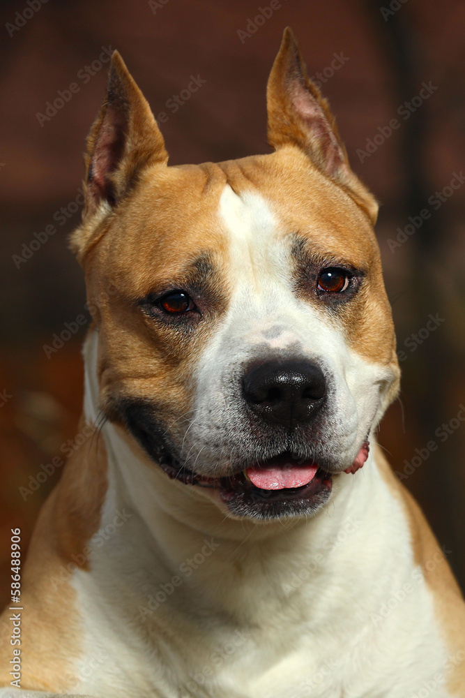 Staffordshire terrier close up in nature