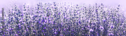 Lavender field in Provence in soft focus. Panorama with blooming lavanda flowers in blur sunlights with bokeh. Lavender landscape, floral background for wide banner.