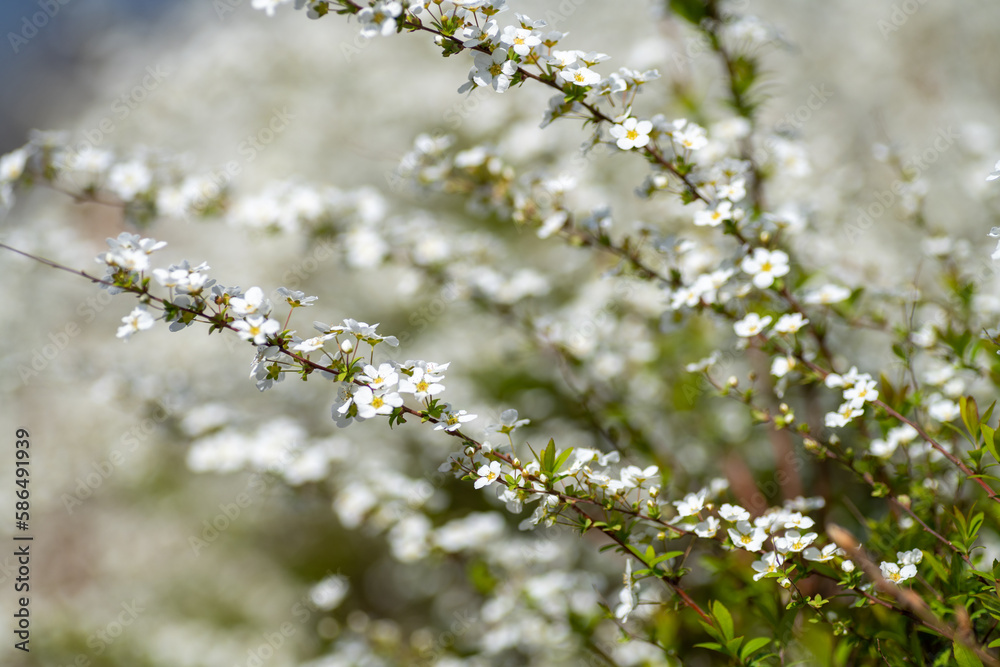 Full blooming of thunberg's meadowsweet (Spiraea thunbergii) in Japan in March Full blooming of thunberg's meadowsweet (Spiraea thunbergii) in Japan in March