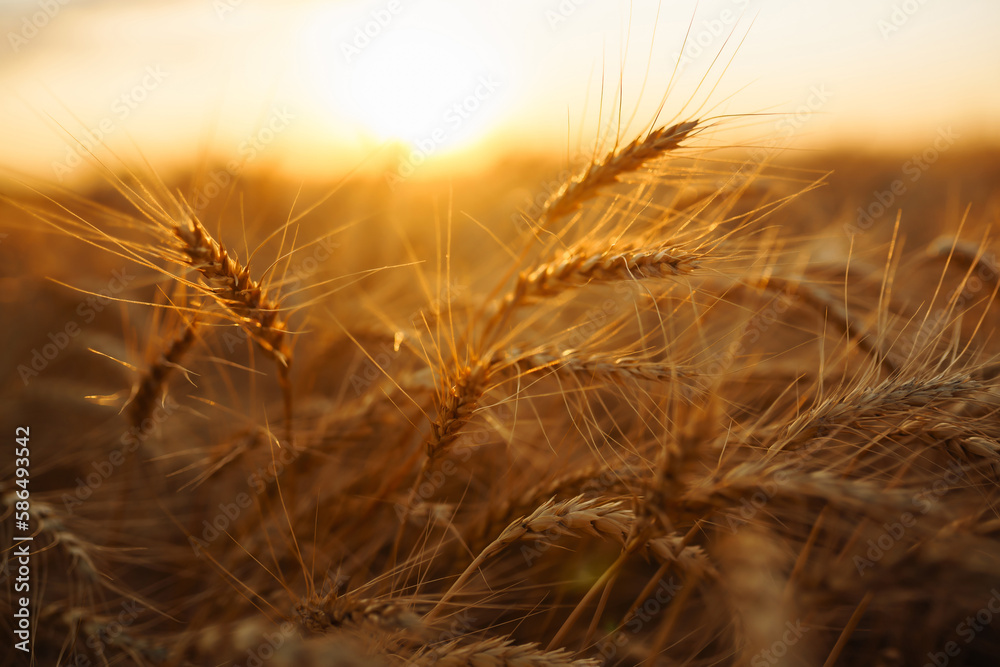 Golden spikelets of wheat in the field at sunset. Agricultural concept. Harvest nature growth. Golden spikelets of wheat in the field at sunset. Agricultural concept. Harvest nature growth.