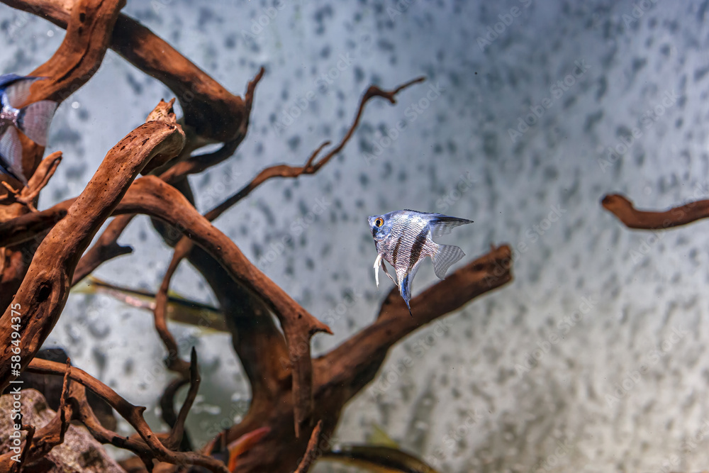 Underwater shot of fish pterophyllum scalare altum Underwater shot of fish pterophyllum scalare altum