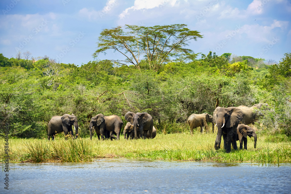 Obraz premium A family of african elephants in green african bush at Nile river bank. Murchison national park, Uganda.
