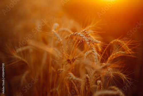 Golden spikelets of wheat in the field at sunset. Agricultural  concept. Harvest nature growth.