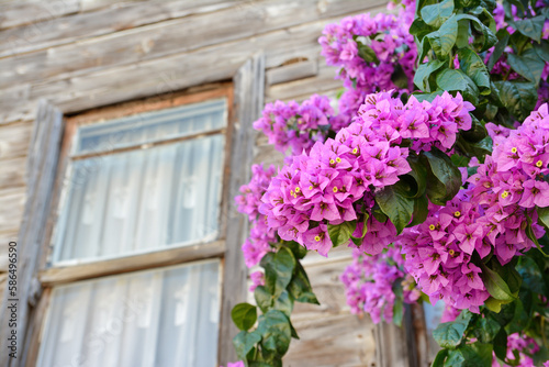 Bougainvillea Vines In Front Of A Traditional Wooden House With Windows, Istanbul, Turkey  © Özgür Güvenç