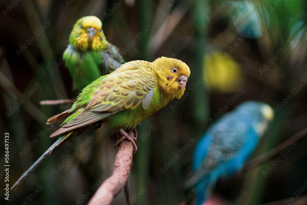 Obraz premium Yellow bird