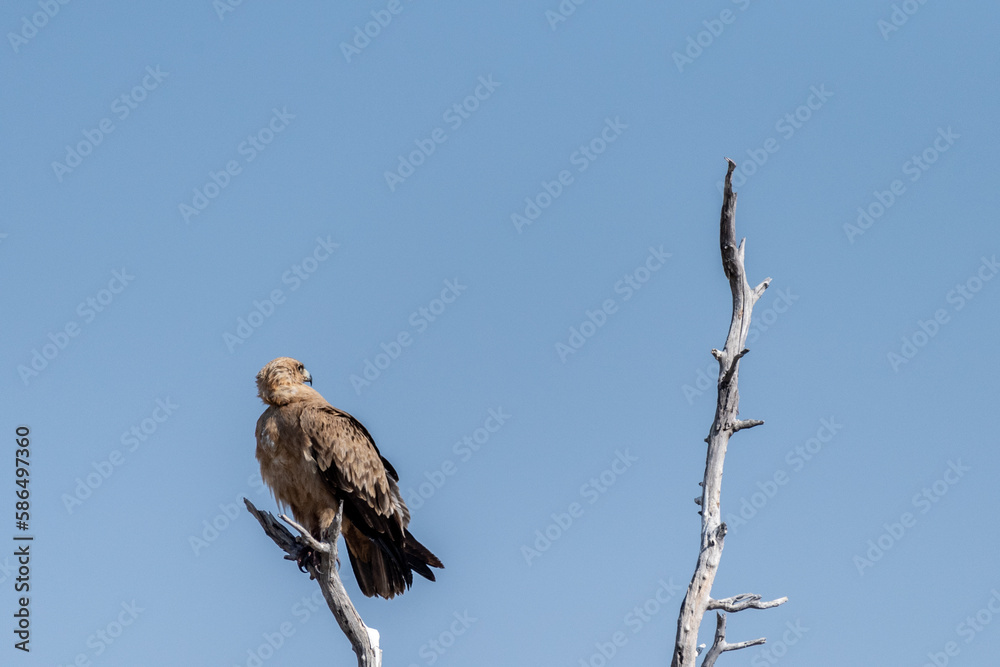 Close-up of a Tawny Eagle - Aquila rapax- sitting in a treetop in Etosha National Park, Namibia. Close-up of a Tawny Eagle - Aquila rapax- sitting in a treetop in Etosha National Park, Namibia.