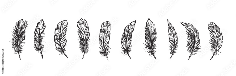 Feather Set hand drawn illustrations.
Feather Set hand drawn illustrations.