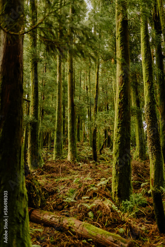 Green forest in Azores