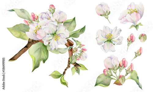 Hand drawn watercolor apple flowers on branch with leaves, white, pink and green. Square composition Isolated on white background. Design for wall art, wedding, print, fabric, cover, card, invitation. © Elena