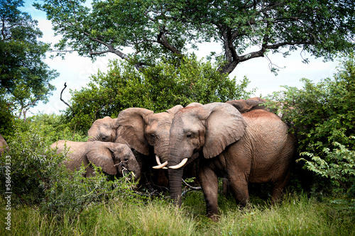 Wide shot of elephants huddled together in a thicket